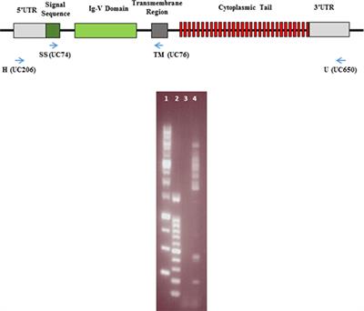 Functional Alleles of Chicken BG Genes, Members of the Butyrophilin Gene Family, in Peripheral T Cells